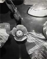 Albok, John, Waterlilies, World's Fair, 1939