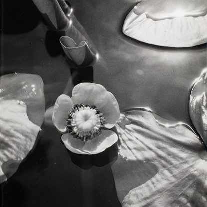 Waterlilies, World's Fair, 1939 by John Albok