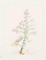 Andrews, Jean, Broadleaf Aster (Texas Aster)