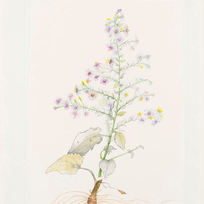 Broadleaf Aster (Texas Aster) by Jean Andrews