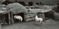 Wood, Myron, Ben Marcus Horses, Taos Pueblo, New Mexico
