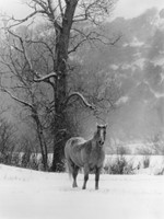 Wood, Myron, Smiling Horse In Snow, Colorado