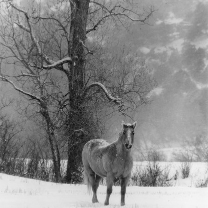 Smiling Horse In Snow, Colorado by Myron Wood