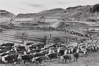 Wood, Myron, Moving Cattle, Empire Valley, BC, Canada