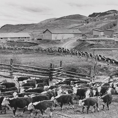 Moving Cattle, Empire Valley, BC, Canada by Myron Wood