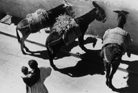 Wood, Myron, Woman And Mules, Mexico City