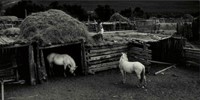 Wood, Myron, Ben Marcus Horses, Taos Pueblo, New Mexico